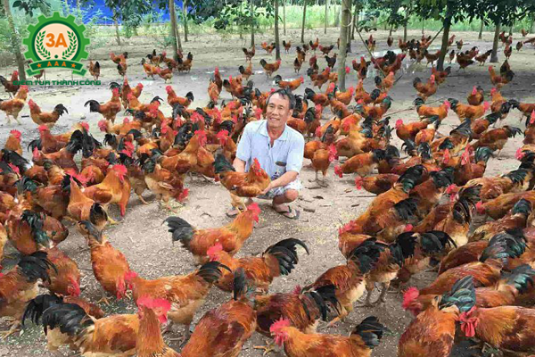 Kỹ thuật nuôi gà thả vườn: Mô hình gà thả vườn