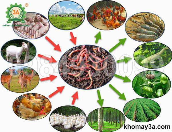 Chuyên gia hướng dẫn kỹ thuật nuôi giun quế hiệu quả nhất