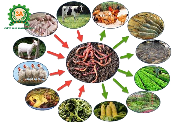 Kỹ thuật nuôi giun quế: Thức ăn của giun