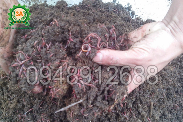 Kỹ thuật nuôi giun quế: Thả sinh khối chứa giun và kén giun quế vào luống nuôi