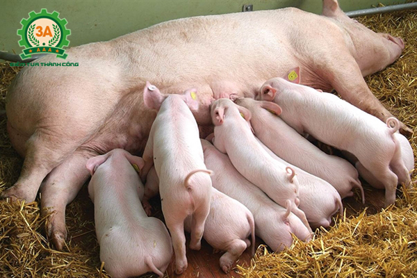 Kỹ thuật nuôi lợn nái sinh sản: Lợn nái sau sinh cho con bú