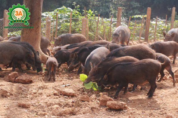 Kỹ thuật nuôi lợn rừng thương phẩm hiệu quả
