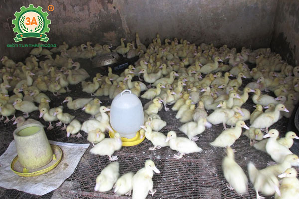 Kỹ thuật nuôi ngan trên sàn (06)