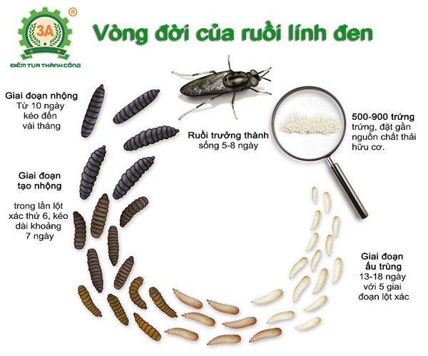 Kỹ thuật nuôi ruồi lính đen (03)