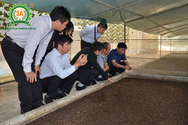 Kỹ thuật nuôi ruồi lính đen (06)