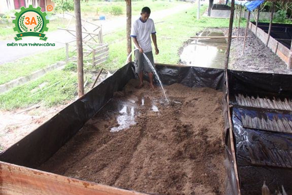 Kỹ thuật nuôi ruồi lính đen (10)