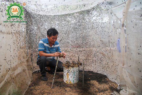 Kỹ thuật nuôi ruồi lính đen (13)