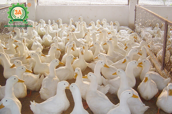 Kỹ thuật nuôi vịt bầu cánh trắng (02)