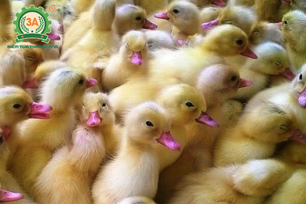 Kỹ thuật nuôi vịt bầu cánh trắng (03)