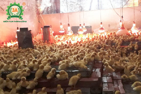 Kỹ thuật nuôi vịt bầu cánh trắng (04)