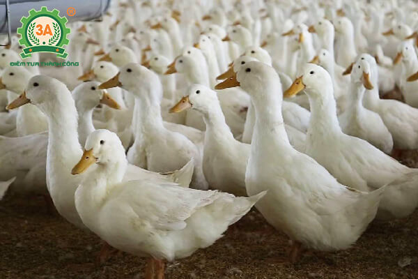 Kỹ thuật nuôi vịt bầu cánh trắng (05)