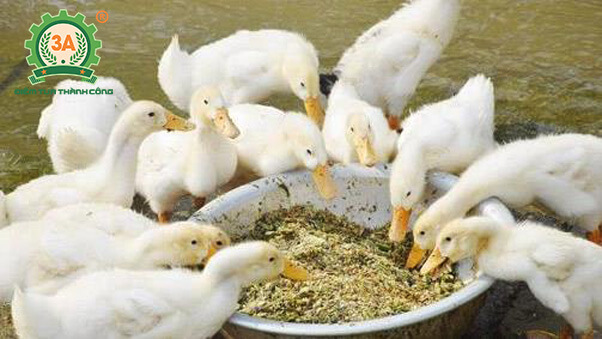 Kỹ thuật nuôi vịt bầu cánh trắng (06)