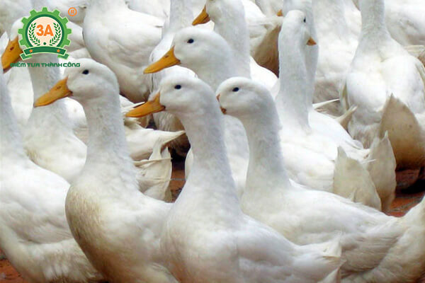 Kỹ thuật nuôi vịt bầu cánh trắng (07)
