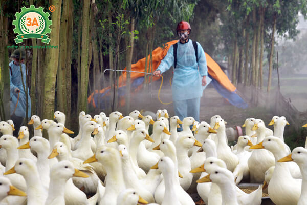 Kỹ thuật nuôi vịt bầu cánh trắng (08)