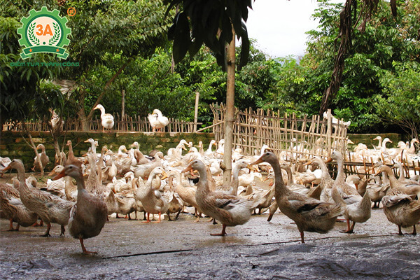 Kỹ thuật nuôi vịt đẻ siêu trứng: Vịt Chiết Giang