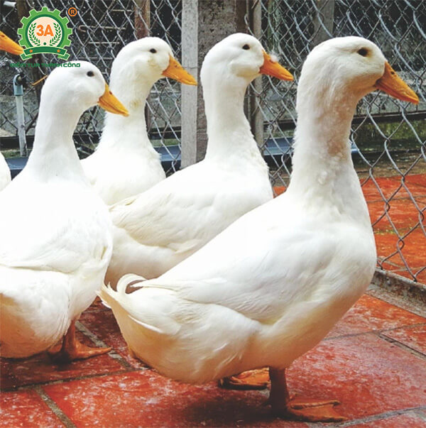 Kỹ thuật nuôi vịt đẻ siêu trứng: CV 2000