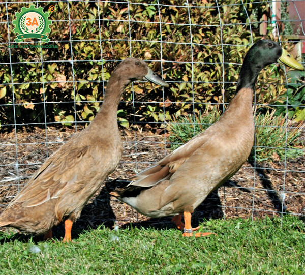 Kỹ thuật nuôi vịt đẻ siêu trứng: Vịt Khaki Campbell