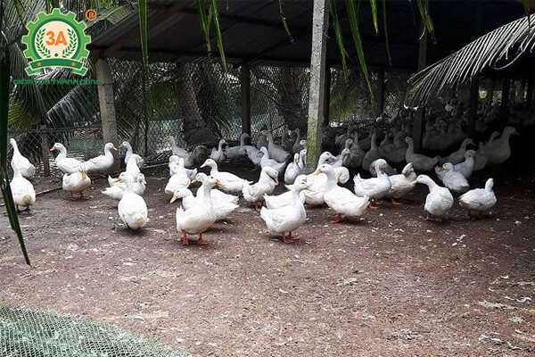 Kỹ thuật nuôi vịt đẻ siêu trứng (06)