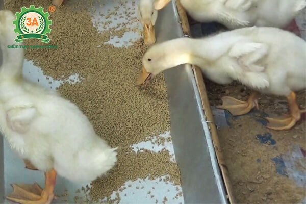 Kỹ thuật nuôi vịt đẻ siêu trứng (07)