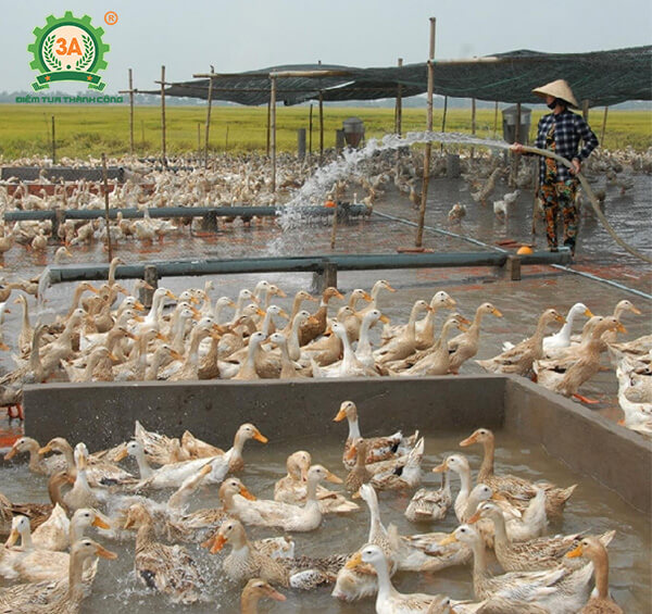 Kỹ thuật nuôi vịt đẻ siêu trứng (08)