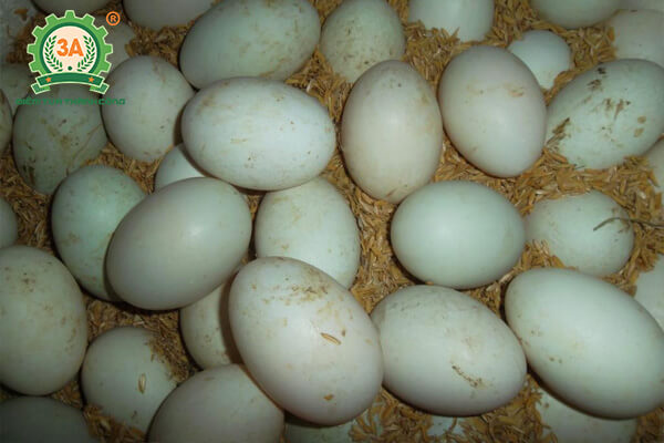 Kỹ thuật nuôi vịt đẻ siêu trứng (09)