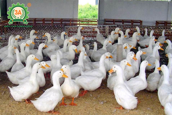 Kỹ thuật nuôi vịt siêu thịt
