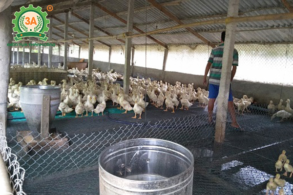 Kỹ thuật nuôi vịt siêu thịt: Chuồng nuôi vịt