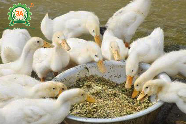Kỹ thuật nuôi vịt siêu thịt: Phối trộn thức ăn cho vịt