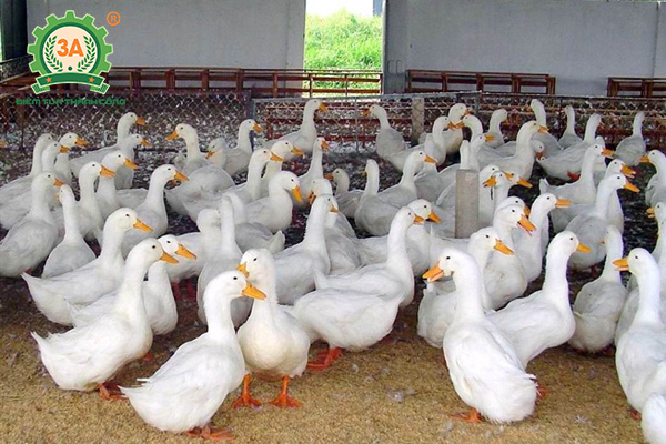 Kỹ thuật nuôi vịt trên cạn: Nuôi vịt nhốt chuồng