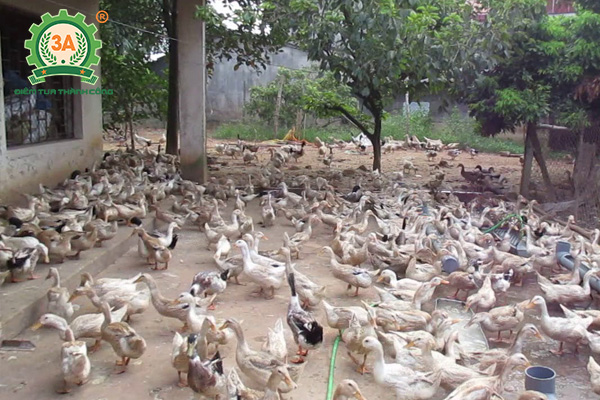 Nuôi vịt nhốt chuồng có sân chơi