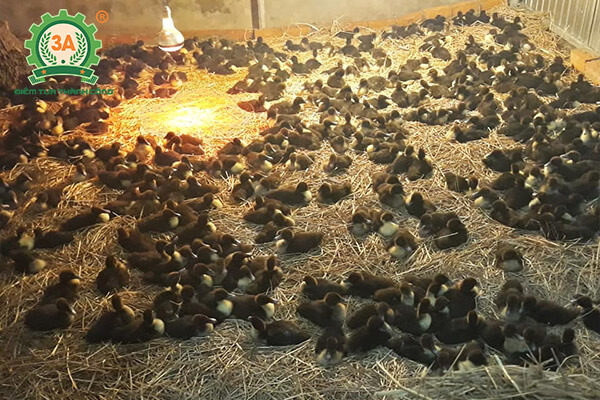 Kỹ thuật nuôi vịt xiêm (04)