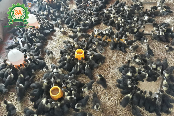Kỹ thuật nuôi vịt xiêm (06)