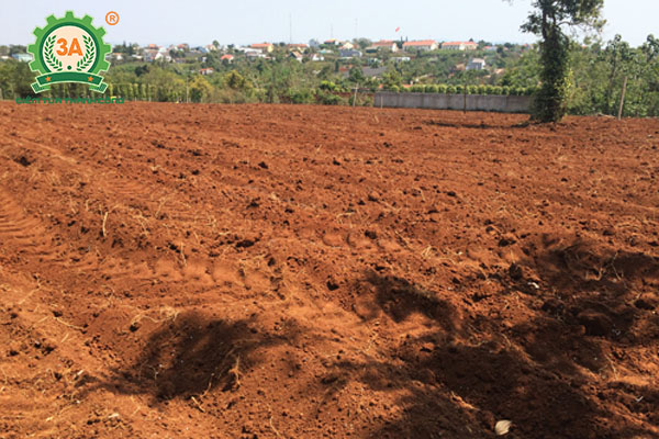 Kỹ thuật trồng cà phê (02)