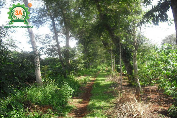 Kỹ thuật trồng cà phê (05)