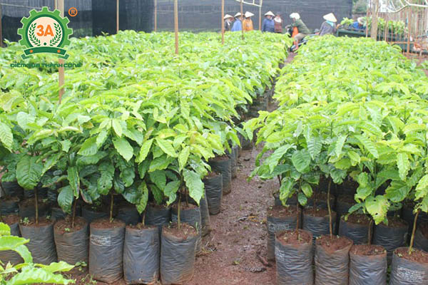 Kỹ thuật trồng cà phê (06)