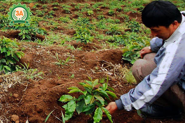 Kỹ thuật trồng cà phê (07)