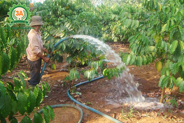 Kỹ thuật trồng cà phê (08)