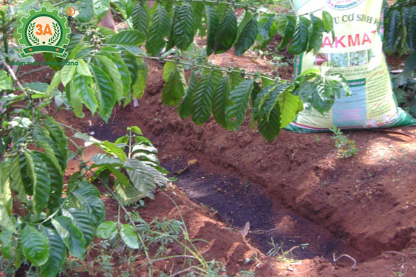 Kỹ thuật trồng cà phê (09)