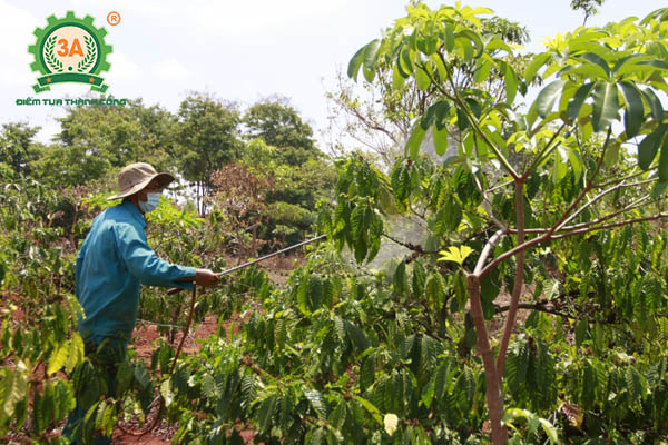 Kỹ thuật trồng cà phê (11)