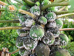 Kỹ thuật trồng cây đu đủ: Sâu hại