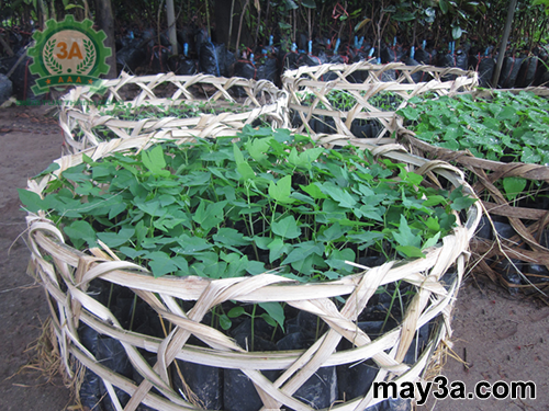 Kỹ thuật trồng cây đu đủ năng suất cao: Cây đu đủ giống