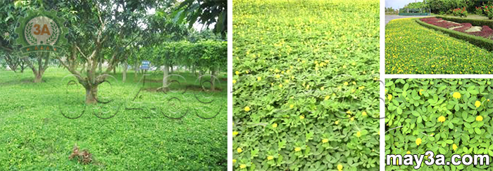 Kỹ thuật trồng cây lạc dại: Mô hình trồng xen canh cây xoài và cây lạc dại (bên trái), Cây lạc dại LD99 (bên phải)