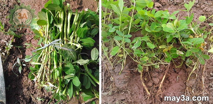 Kỹ thuật trồng cây lạc dại: Cành lạc dại giai đoạn bánh tẻ và cây lạc dại sau khi trồng