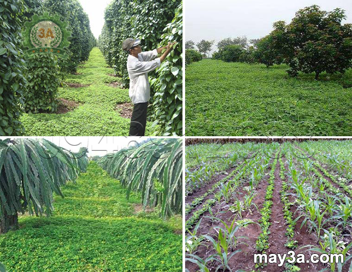 Kỹ thuật trồng cây lạc dại: Trồng lạc dại phủ vườn hồ tiêu, bơ, thanh long, ruộng ngô