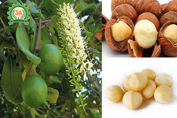 Kỹ thuật trồng cây mắc ca (01)