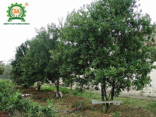 Kỹ thuật trồng cây mắc ca (02)