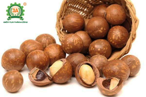 Kỹ thuật trồng cây mắc ca (03)