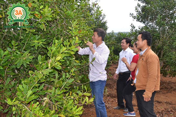 Kỹ thuật trồng cây mắc ca (04)