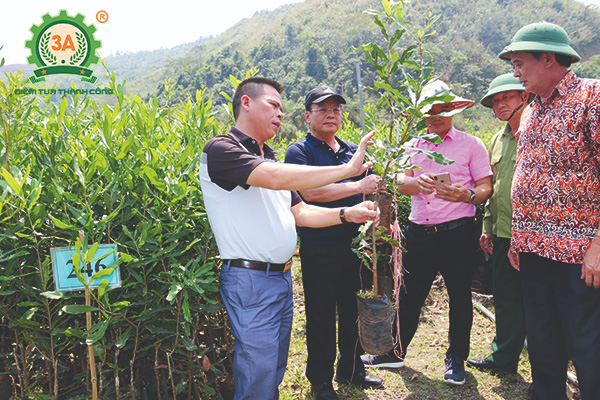 Kỹ thuật trồng cây mắc ca (06)