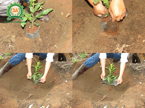 Kỹ thuật trồng cây mắc ca (10)
